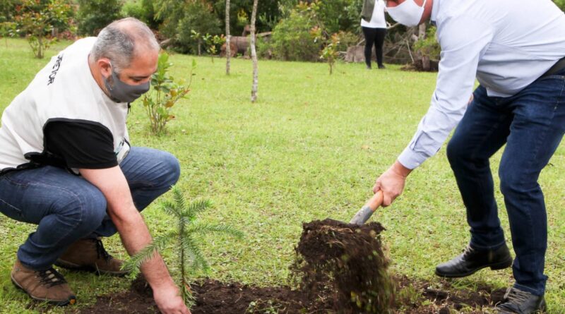 Estado Refor A O Reflorestamento Plantio De Mil Mudas De