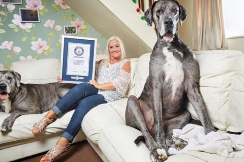 Maior cachorro do mundo, com 2,13 m, morre no colo da dona – Metro World  News Brasil